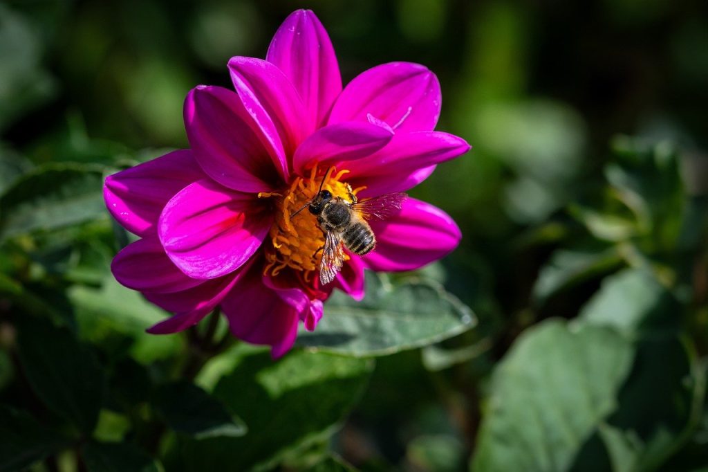 flower, beautiful flowers, dahlia-8252235.jpg