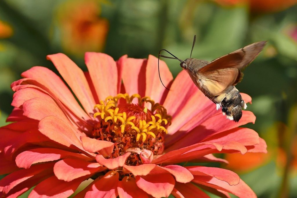 hummingbird hawk moth, moth, wallpaper 4k-8262769.jpg