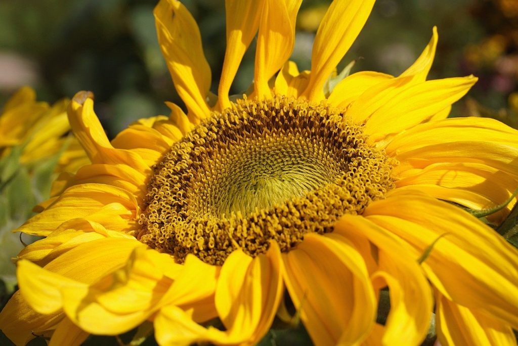 sunflower, blooming sunflower, flower-8254577.jpg